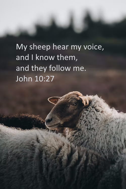 Sheep John 10:27